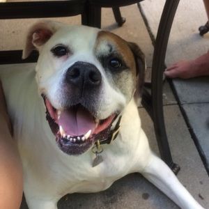 Meet your Posher, Ally